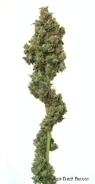 Euforia from Dutch Passion Seeds