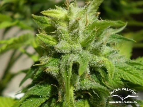 showing 12/12 Photoperiod – Skunky – Good for outdoor grow – image 2 – Seed City