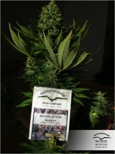 showing Good for outdoor grow – Stress Relief – Skunky – image 11 – Seed City