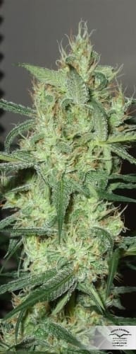 Euforia by Dutch Passion Seeds – Skunky – Beginning of November – Mostly Sativa – image 17 – Seed City