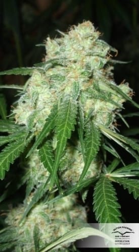 Image 20 of Euforia cannabis by Dutch Passion Seeds – Excellent harvest potential – Skunky – Mostly Sativa – Seed City