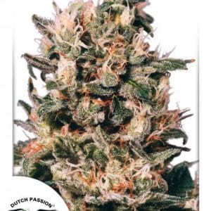 Image 1 of Euforia cannabis by Dutch Passion Seeds – Regular – Excellent harvest potential – Stress Relief – Seed City