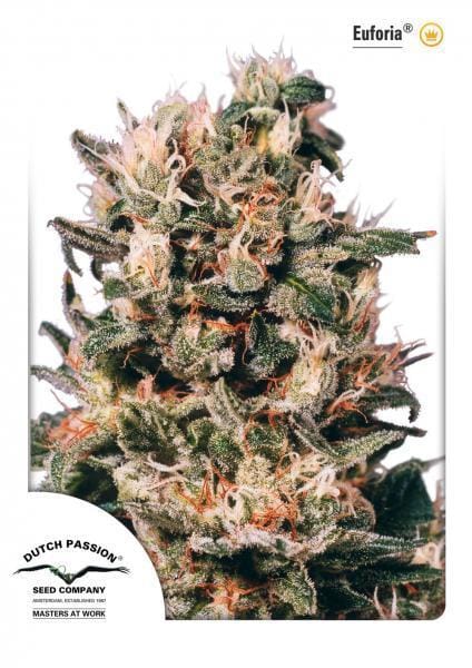 Image 1 of Euforia cannabis by Dutch Passion Seeds – Regular – Excellent harvest potential – Stress Relief – Seed City