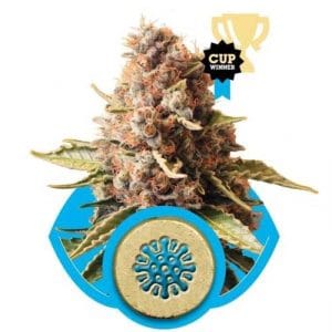 Image 1 of Euphoria cannabis by Royal Queen Seeds – Inflammation – Mostly Indica – Feminized – Seed City
