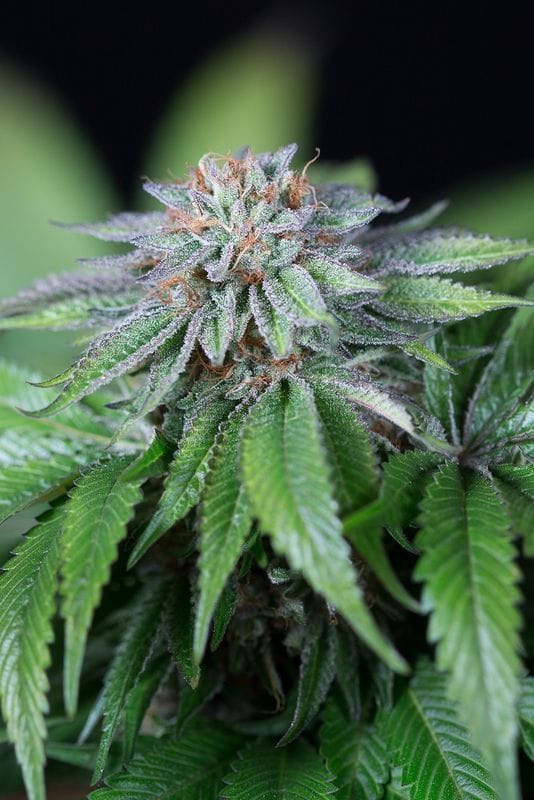 Image 1 of Ewe-2 cannabis by Humboldt Seed Organisation – Indoor-friendly – 12/12 Photoperiod – Gassy – Seed City