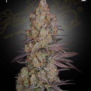 Exodus Cheese cannabis seeds – Mostly Indica – 12/12 Photoperiod – Feminized – image 1 from Seed City