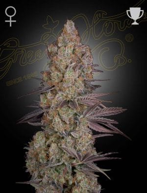Exodus Cheese