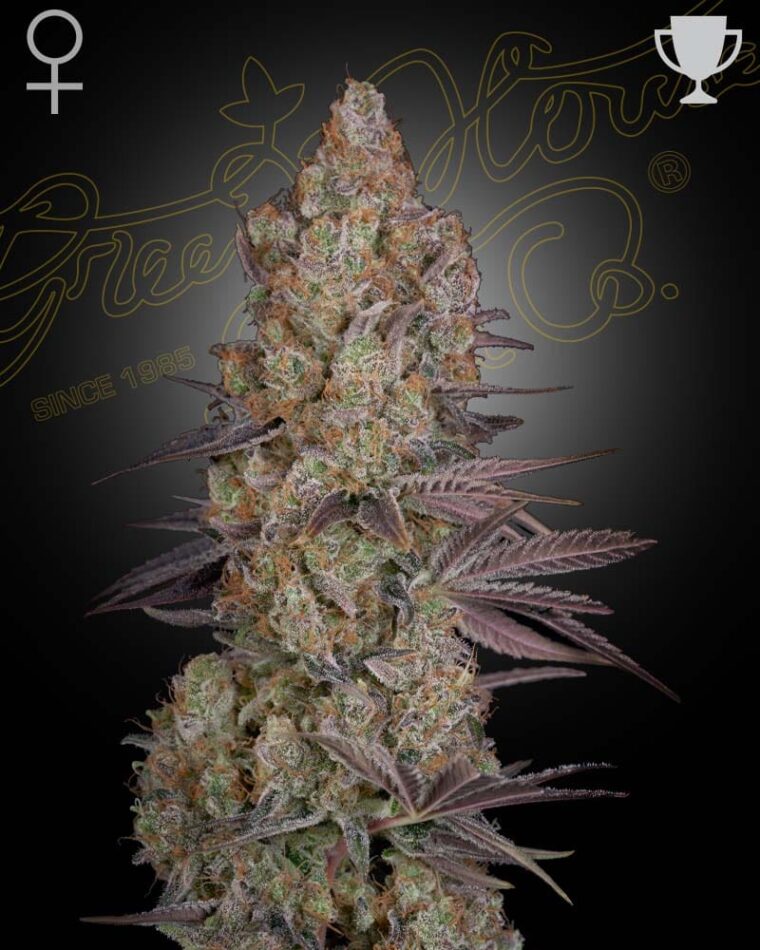 Exodus Cheese cannabis seeds – Mostly Indica – 12/12 Photoperiod – Feminized – image 1 from Seed City