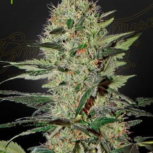 Exodus Cheese Auto cannabis seeds – Auto-Flowering – Appetite Stimulant – Mostly Indica – image 1 from Seed City