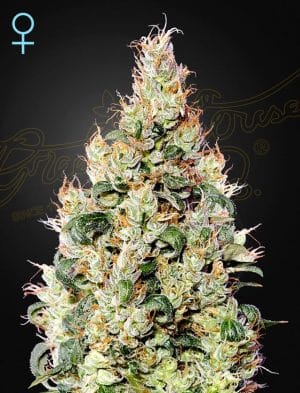Exodus Cheese Autoflowering CBD