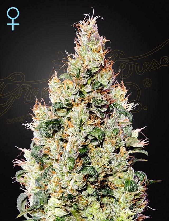 Exodus Cheese Autoflowering CBD from Green House Seeds