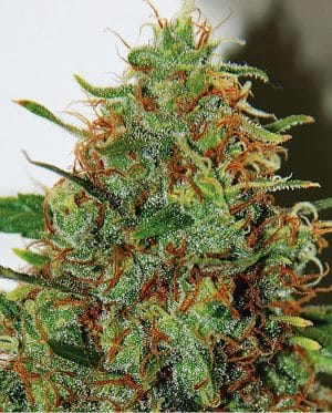 Expert Haze