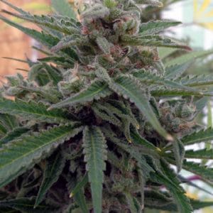 Image 1 of FLO-OG cannabis by Rare Dankness Seeds – 12/12 Photoperiod – Regular – Minty – Seed City