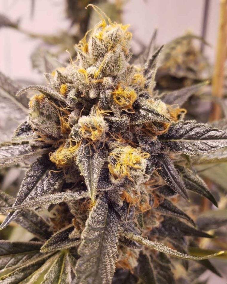 F-Cut-LRTK by Rare Dankness Seeds – Woodsy – Regular – Indoor – image 1 – Seed City