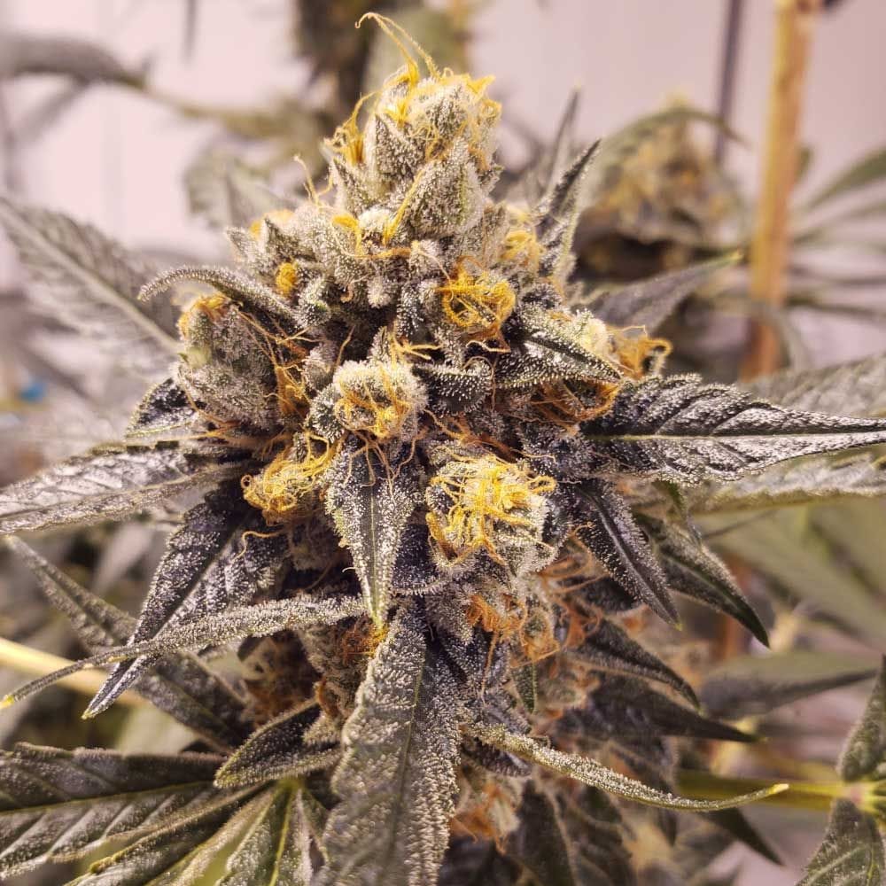 P.Foongsiqi TC 特大株 F-Cut-LRTK - Rare Dankness Seeds 大麻種子 - Seed City