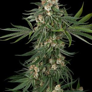 Fallout OG from White Label Seeds