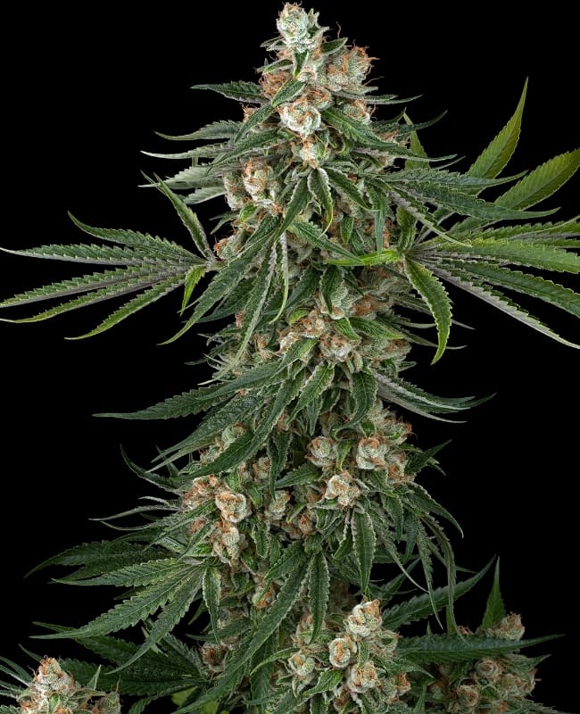 Fallout OG from White Label Seeds