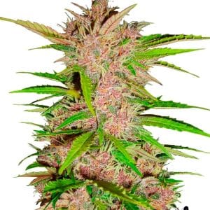 Insomnia – Indica-heavy – Super Strength – FastBerry strain – image 1 – from FastBuds via Seed City