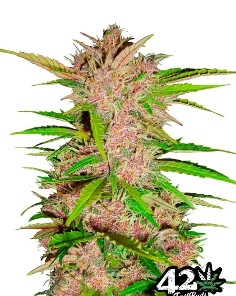 Insomnia – Indica-heavy – Super Strength – FastBerry strain – image 1 – from FastBuds via Seed City