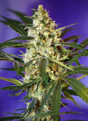 Fast Bud