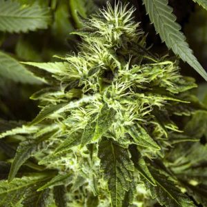 Fast Bud Outdoor