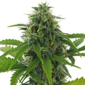 Fast Haze