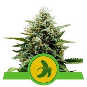 Fat Banana Automatic cannabis seeds – Auto-Flowering – Feminized – Euphoric – image 1 from Seed City