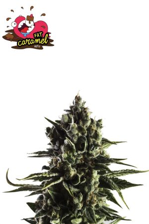Fat Caramel Auto