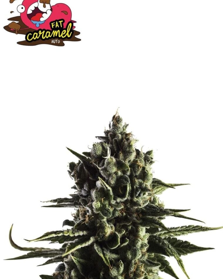 Sweet – Auto-Flowering – Outdoor – Fat Caramel Auto strain – image 1 – from Yieldmonger Seeds via Seed City