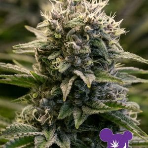 Outdoor – Banana – Feminized – Fat Monkey Auto strain – image 1 – from Anesia Seeds via Seed City