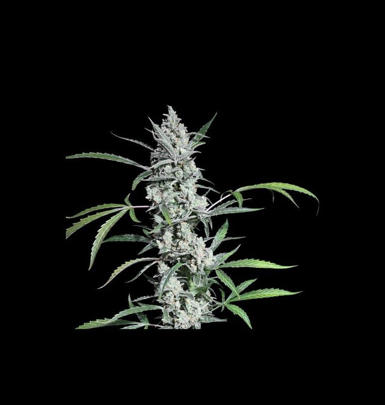 Fat Petes Cookies Auto from Super Sativa Seed Club