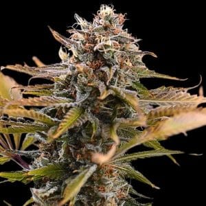 Middle of October – Super Strength – Fruity – Fatso strain – image 1 – from Empire Seeds via Seed City