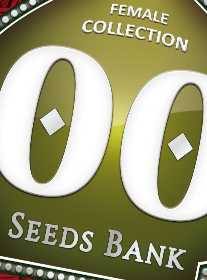 Female Collection 4 by OO Seeds – Caramel – Relaxing – 12/12 Photoperiod – image 1 – Seed City