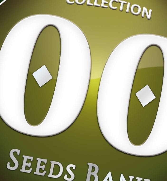 Feminized – Sweet – 12/12 Photoperiod – Female Collection 5 strain – image 1 – from OO Seeds via Seed City