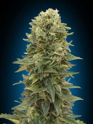 Female Mix