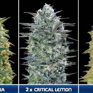 Incense – The End of October – Euphoric – Feminised Collection 5 strain – image 1 – from Advanced Seeds via Seed City