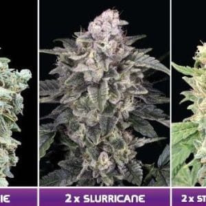 Feminised Collection 7 cannabis seeds – Indica Dominant – Super Strength – Resistant to Pests – image 1 from Seed City