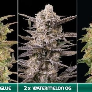 Image 1 of Feminised Collection 8 cannabis by Advanced Seeds – Indica – Earthy – Outdoor cultivation – Seed City