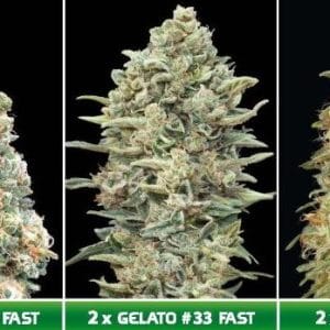 Image 1 of Feminised Collection 10 cannabis by Advanced Seeds – Fruity – Feminized – 12/12 Photoperiod – Seed City