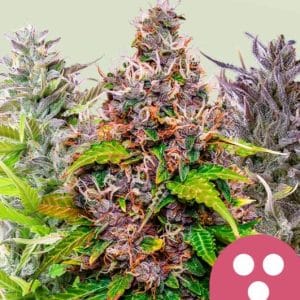 Feminised Mix from Royal Queen Seeds