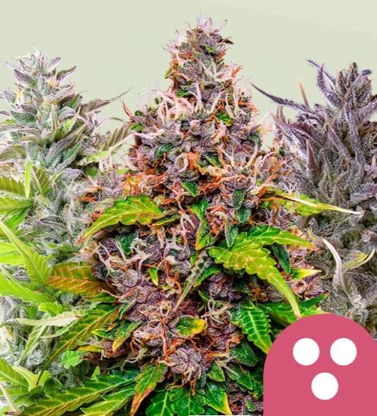 Feminised Mix from Royal Queen Seeds