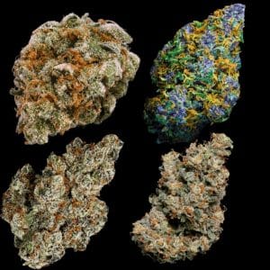 Feminized Collection