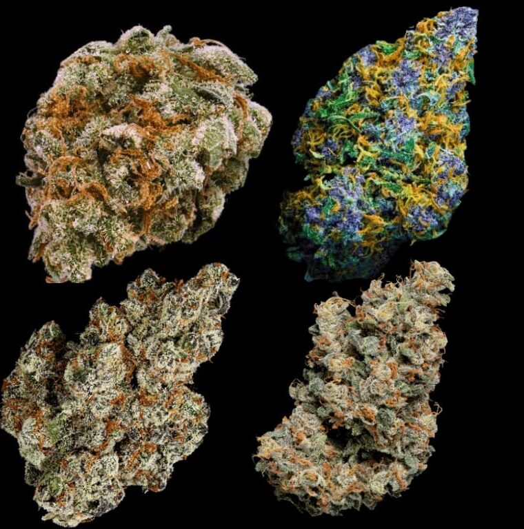 Feminized Collection cannabis seeds – 12/12 Photoperiod – Super Strength – Chocolate – image 1 from Seed City