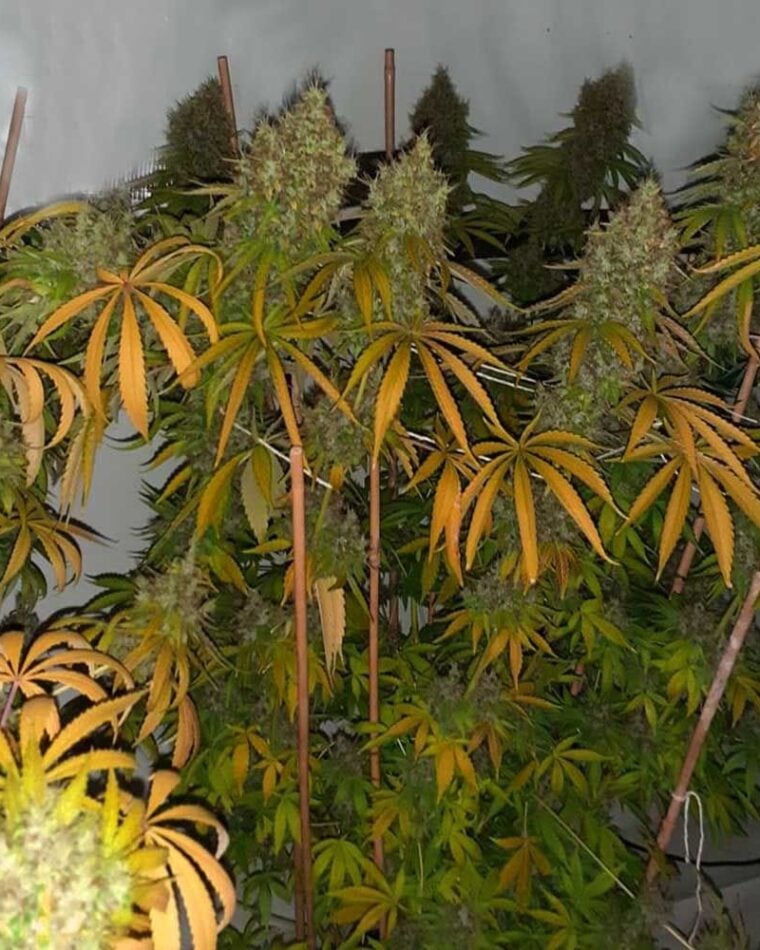 Filipina Queen by True Canna Genetics – 12/12 Photoperiod – Sativa-leaning – Regular – image 1 – Seed City