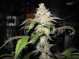 Fire Alien Kush