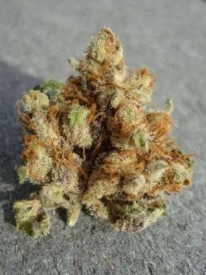 Fire Alien Urkle