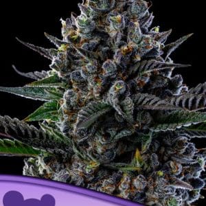 Image 1 of First Lady cannabis by Anesia Seeds – 12/12 Photoperiod – Indica-heavy – Anxiety – Seed City