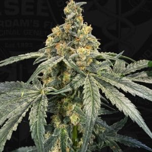 Flash by TH Seeds – 12/12 Photoperiod – Feminized – Sweet – image 1 – Seed City