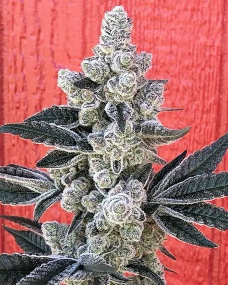 Flow State cannabis seeds – 12/12 Photoperiod – Guaranteed female plants – Cerebral – image 1 from Seed City