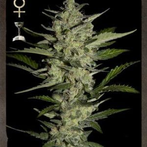 Flowerbomb Kush from Strain Hunters